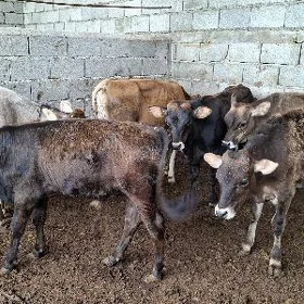 Swes tuwe okuz