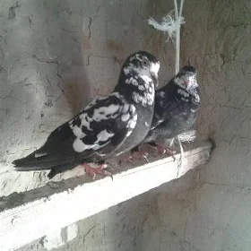 Kepderi