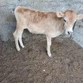 Siwes Okuzce gole