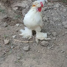 karlik