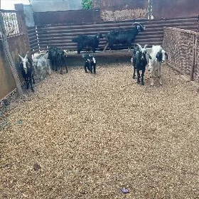 Ovlakly geciler