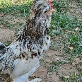 karlik