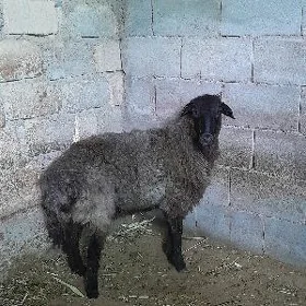 işşek