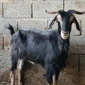 geçi
