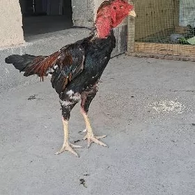tasgent horaz
