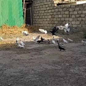 kepderi голуби