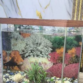 Akwaryum balyk