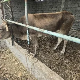 sygyr