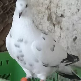 Kepderi