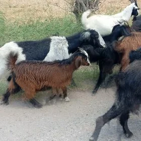 ugraci oğlak