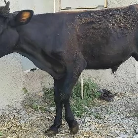 ŞVET ÖKÜZ