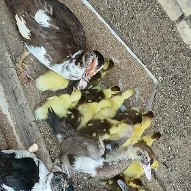 indoutka jüỳje we enesi