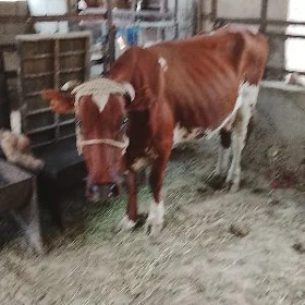 Sagymlyk sygyr