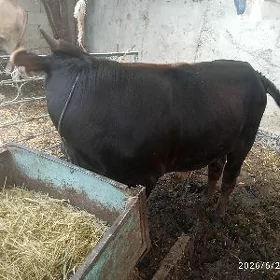 okuz,4sany