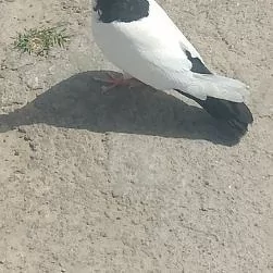 kepderi