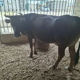 Göleli sygyr