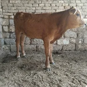 OKÜZ  ŞWES  TOHUM  ARASSA