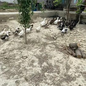 Gak-Gak ördek
