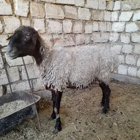 Gysyr goyunlar