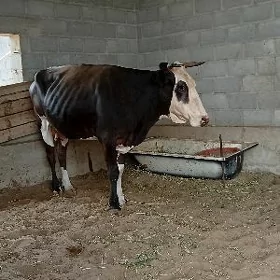 2 Dany boğaz sygyr