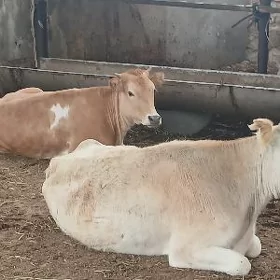 гысыр сыгырлар