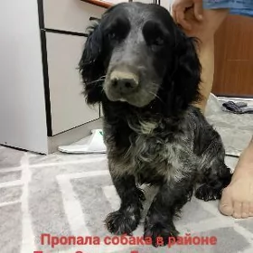 потерялась собака