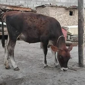 ARASSA ŞWES TÜWE