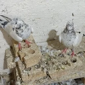 Satlyk kepderi