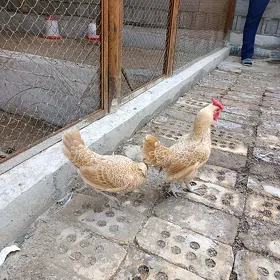 karlik zbirayt buf