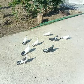 kepderi