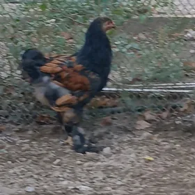 Brama laşed horazlar