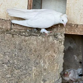 kepderi
