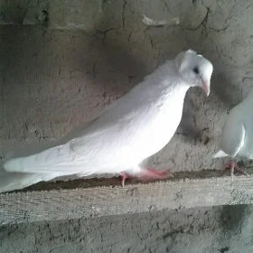 Kepderi