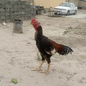 horaz