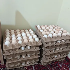Дамшны товук юмурткасы