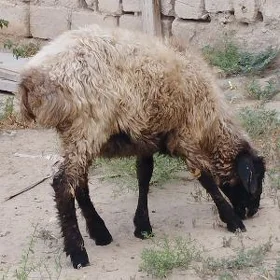 İşşek Dog