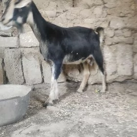 Geçi