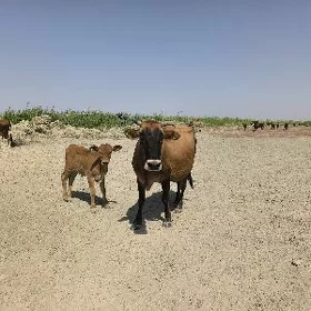 Göleli sygyr we öküz