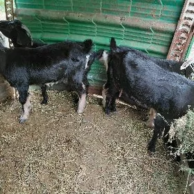 Bakylan gecileri