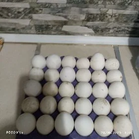 induk ýumurtgasy