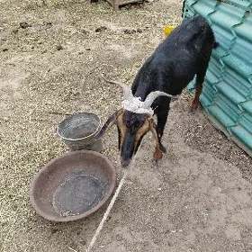 Geci