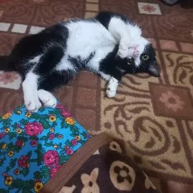 Pişik