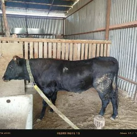 Öküz