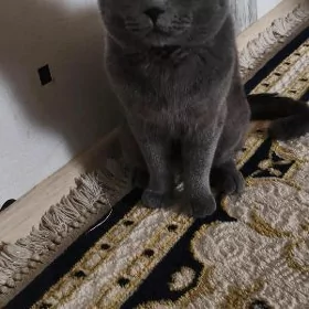 Кот на вязку