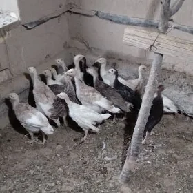 Induk jüyje 2 aýlyk 17 sany