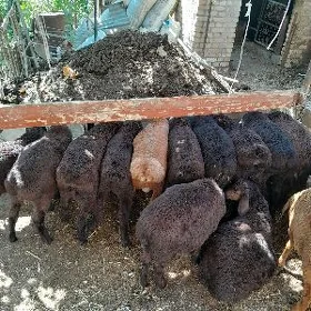 Gisar guzylar arassa kelek