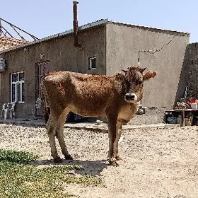 şiwes tüweler