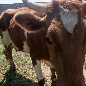 Gibirid gőleli syvyr