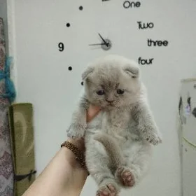 шотладцы котятки