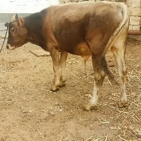 ôkuz
